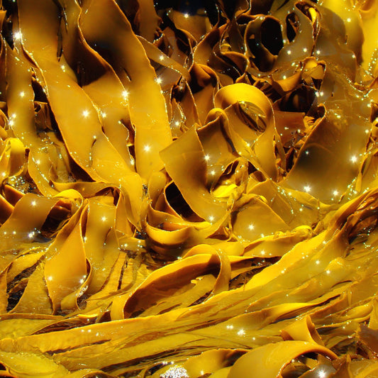 Brown Seaweed Alingate